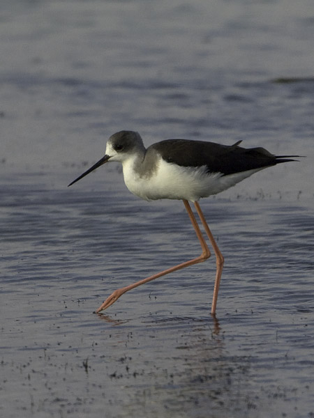 Pitkäjalka, Black-winged Stilt, Himantopus himantopus